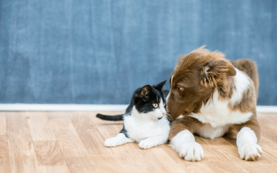 Choosing Pet-Friendly Flooring That Lasts and Looks Great