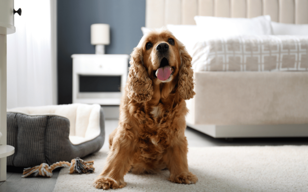 Choosing Pet-Friendly Flooring for Your Home